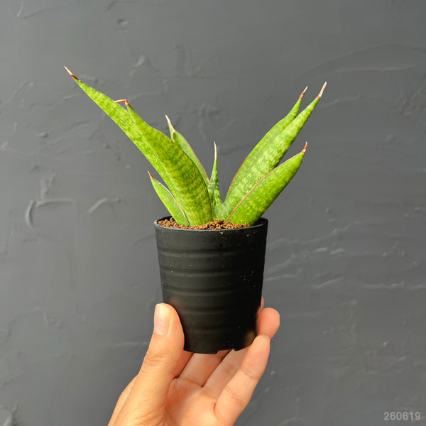 サンセベリア:アポロ 2号鉢植え
