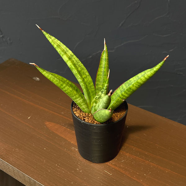 サンセベリア:アポロ 2号鉢植え