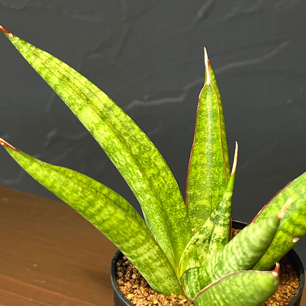 サンセベリア:アポロ 2号鉢植え