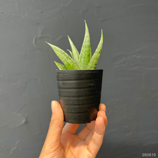 サンセベリア：モモ　2号鉢植え