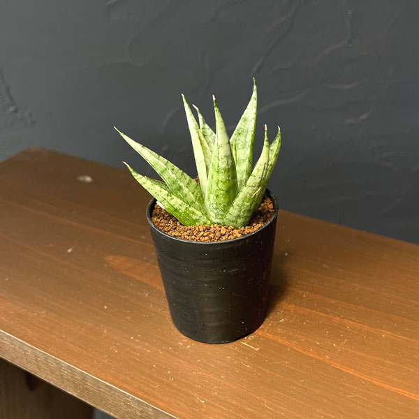 サンセベリア：モモ　2号鉢植え