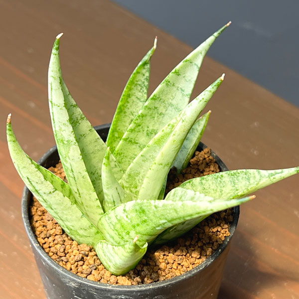 サンセベリア：モモ　2号鉢植え