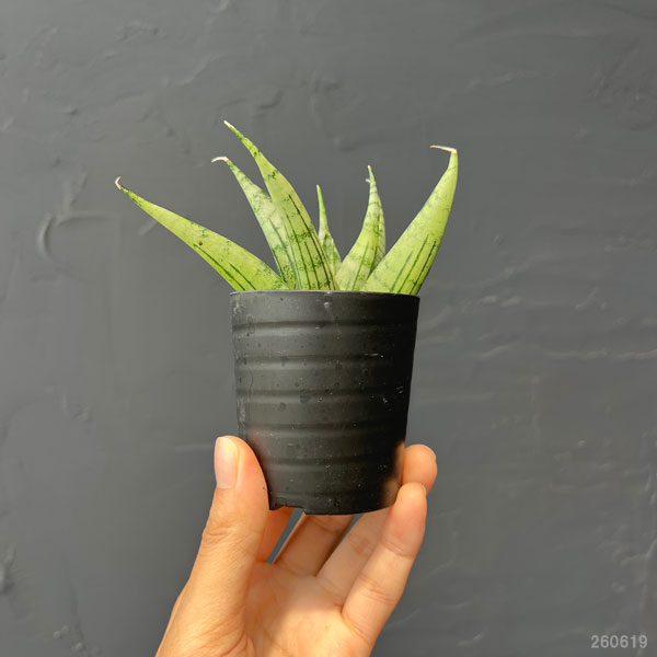 サンセベリア:ナコーンルアン 2号鉢植え