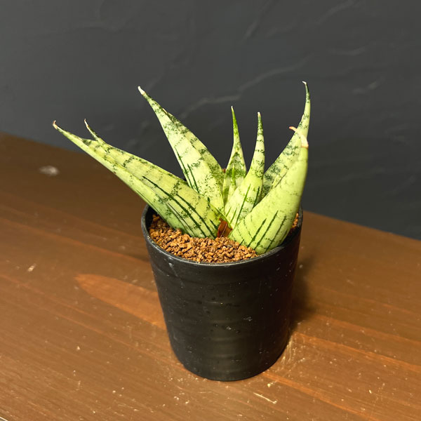 サンセベリア:ナコーンルアン 2号鉢植え