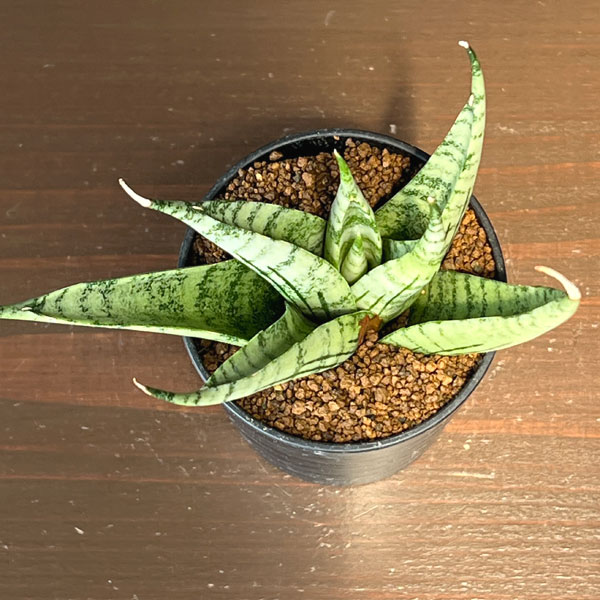 サンセベリア:ナコーンルアン 2号鉢植え