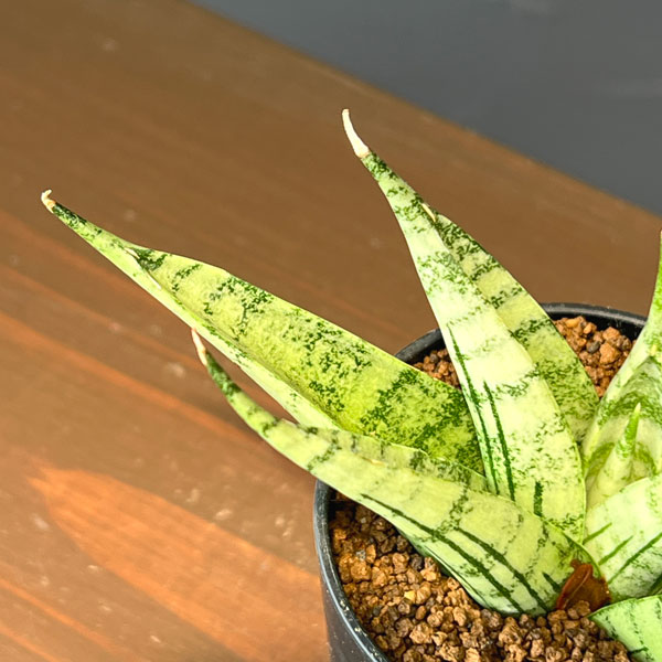 サンセベリア:ナコーンルアン 2号鉢植え