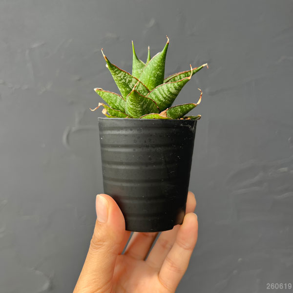 サンセベリア:ドラゴンスケール 2号鉢植え