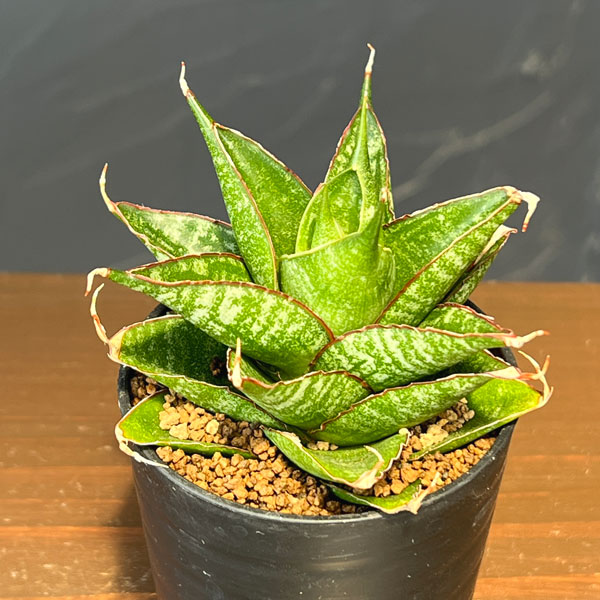 サンセベリア:ドラゴンスケール 2号鉢植え