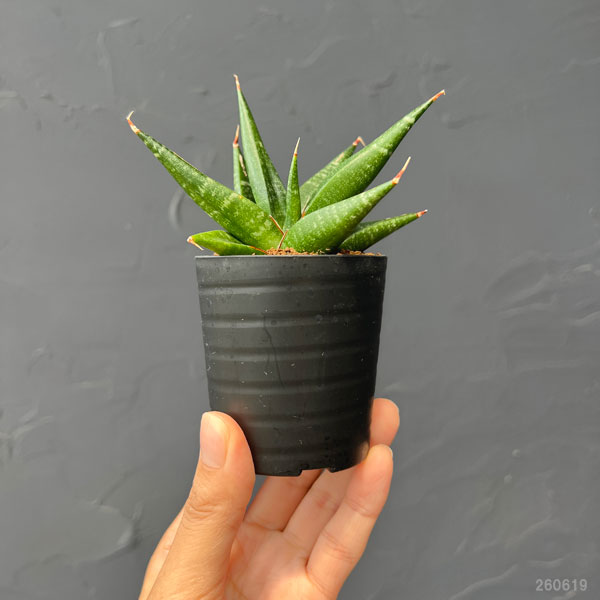 サンセベリア：ブラックダイヤモンド　2号鉢植え