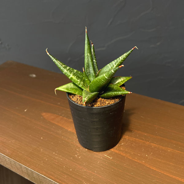 サンセベリア：ブラックダイヤモンド　2号鉢植え