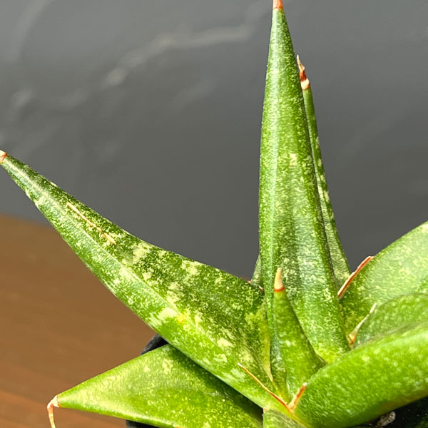 サンセベリア：ブラックダイヤモンド　2号鉢植え