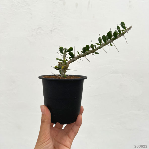 アローディア:コモサ 3号鉢植え