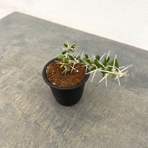 アローディア:コモサ 3号鉢植え