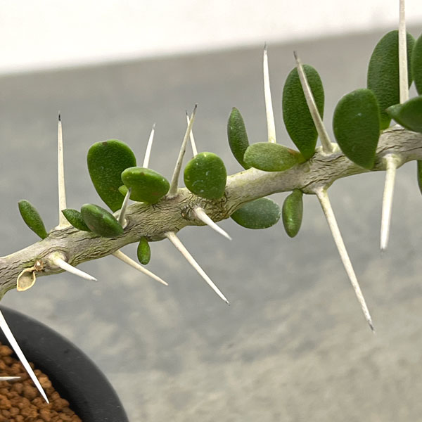アローディア:コモサ 3号鉢植え
