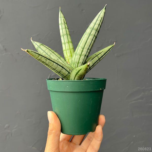 サンセベリア：ファットマン　3号鉢植え*