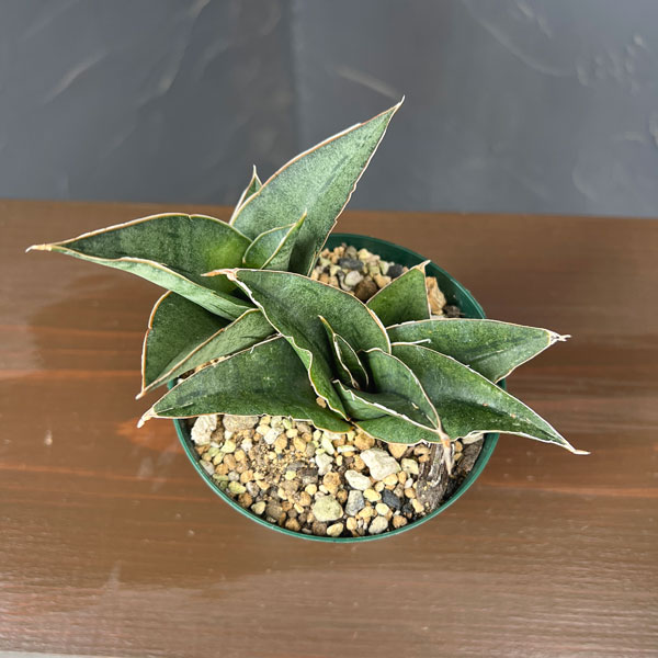 サンセベリア：ＡＯ７７　3号鉢植え*
