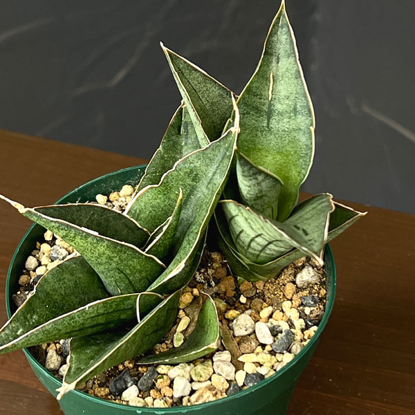 サンセベリア：ＡＯ７７　3号鉢植え*