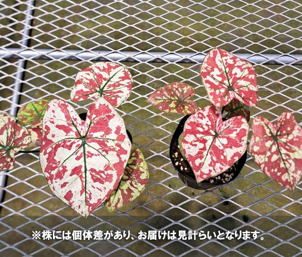 カラジュウム:スカ-レッドマリー 3.5号ポット