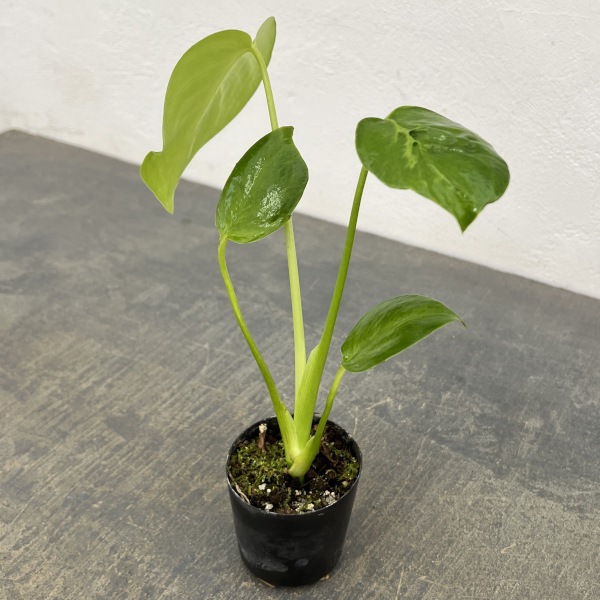 モンステラ:デリシオサ 実生ミューテーション 2.5号ポット26-01