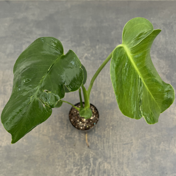 モンステラ：デリシオサ　実生ミューテーション　2.5号ポット26-03