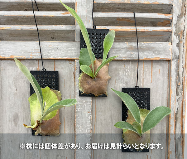 ビカクシダ（コウモリラン）：ネザーランド　板付け仕立て*