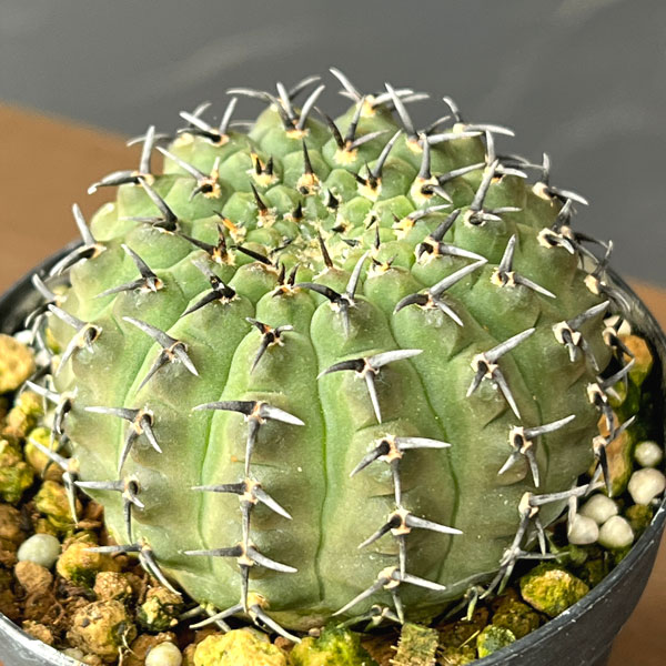 サボテン:ギムノカリキウム 黒刺鳳頭(クロトゲホウトウ) 2.5号鉢植え