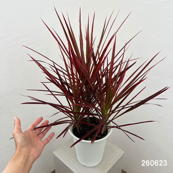 ドラセナ:コンシンネスカーレットアイビス 6号鉢植え