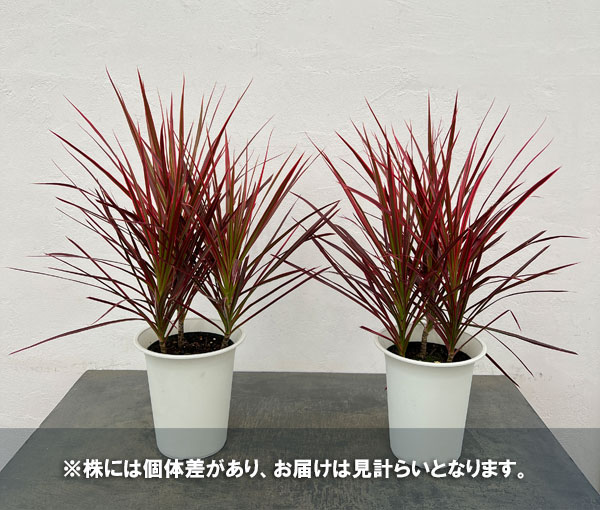 ドラセナ:コンシンネスカーレットアイビス 6号鉢植え