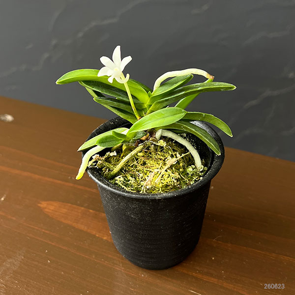 (わけあり特価)フウキラン(富貴蘭):豆葉系2.5号鉢植え