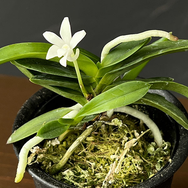 (わけあり特価)フウキラン(富貴蘭):豆葉系2.5号鉢植え