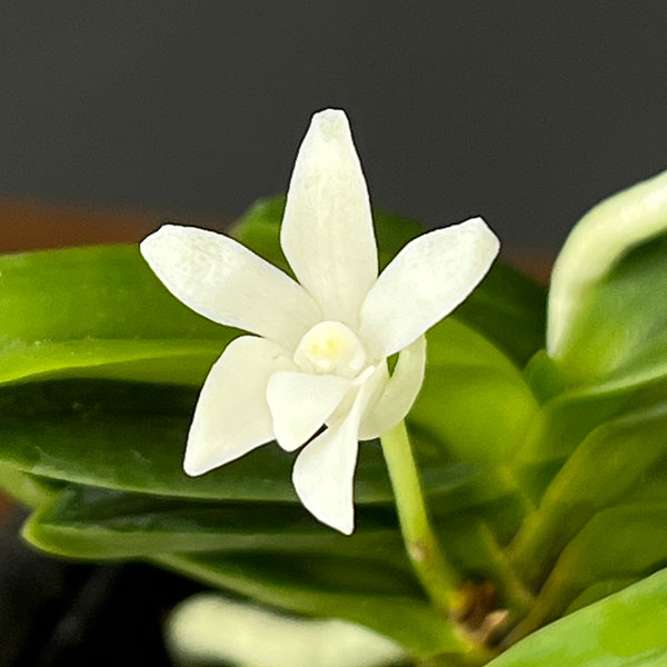 (わけあり特価)フウキラン(富貴蘭):豆葉系2.5号鉢植え