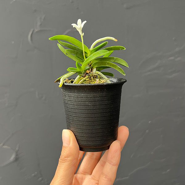 (わけあり特価)フウキラン(富貴蘭):豆葉系2.5号鉢植え
