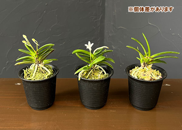 (わけあり特価)フウキラン(富貴蘭):豆葉系2.5号鉢植え