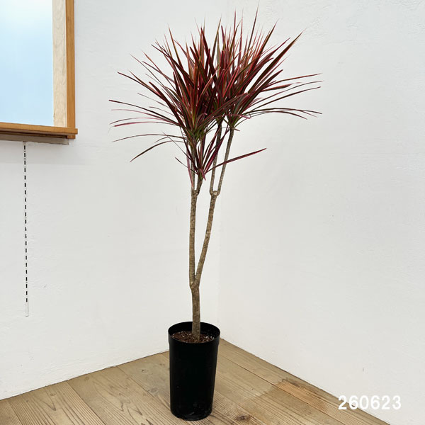 ドラセナ:コンシンネスカーレットアイビス 7号鉢植え*