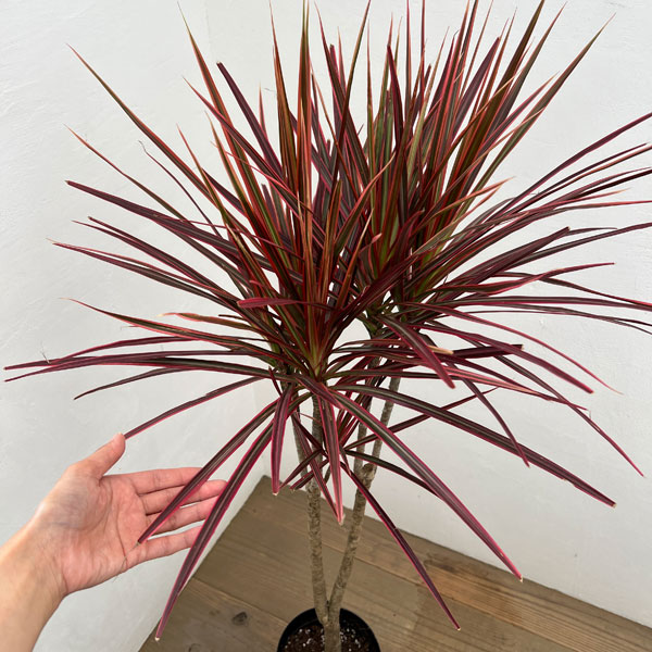 ドラセナ:コンシンネスカーレットアイビス 7号鉢植え*