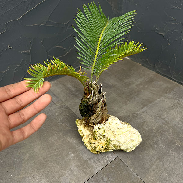 ソテツ(蘇鉄):琉球石灰岩植え 26-01