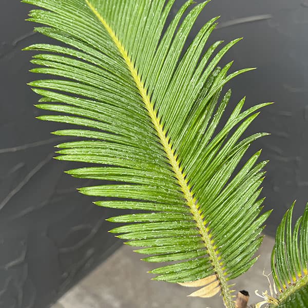 ソテツ（蘇鉄）：琉球石灰岩植え　26-02