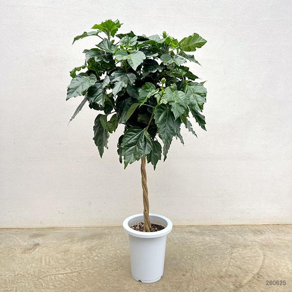 園芸ネット本店｜ハイビスカス：サマーレッド スタンド仕立て7号鉢植え