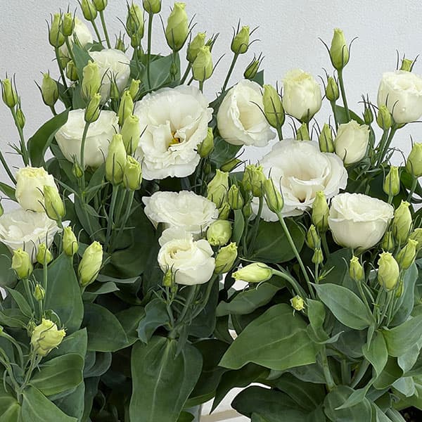 トルコギキョウ:ロメオ ホワイト4号鉢植え