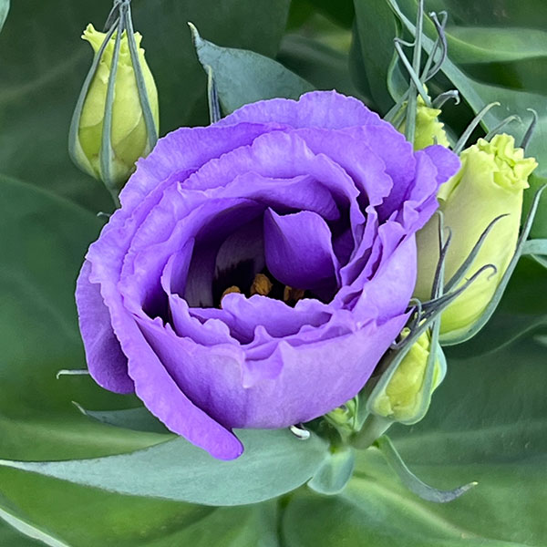 トルコギキョウ:ロメオ ブルー4号鉢植え