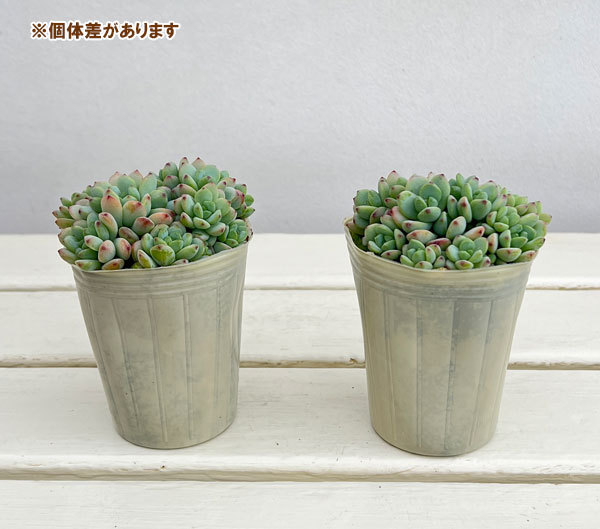 セダム：ペレスデラロサエ　2.5号ポット