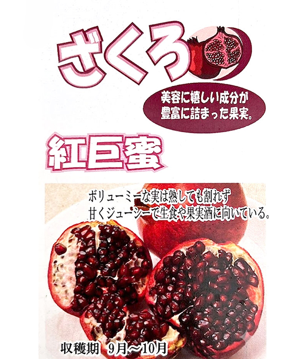 ザクロ：紅巨蜜（こうきょみつ）4号ポット