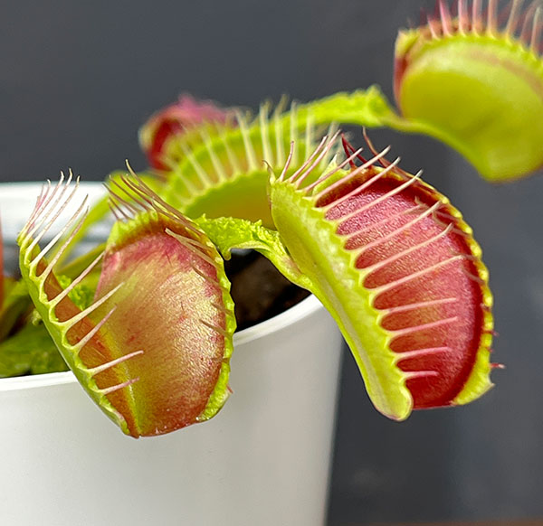 ハエトリソウ:オニオロシ(鬼卸) 3.5号