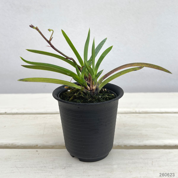 (わけあり特価)フウキラン(富貴蘭):黄花2.5号鉢植え