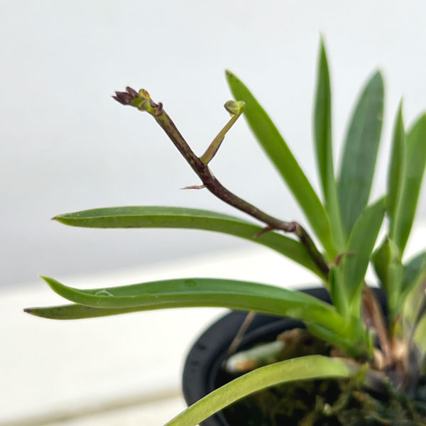 (わけあり特価)フウキラン(富貴蘭):黄花2.5号鉢植え