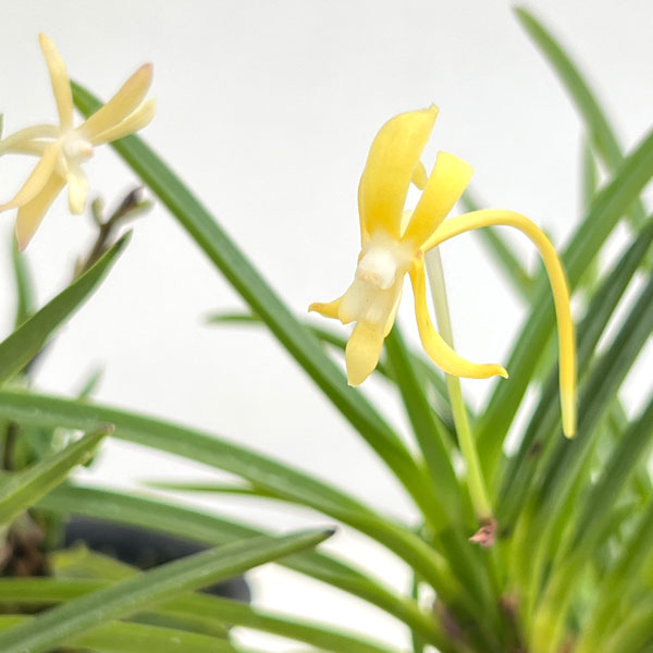 (わけあり特価)フウキラン(富貴蘭):黄花2.5号鉢植え
