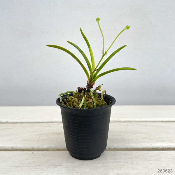 (わけあり特価)フウキラン(富貴蘭):雛童2.5号鉢植え