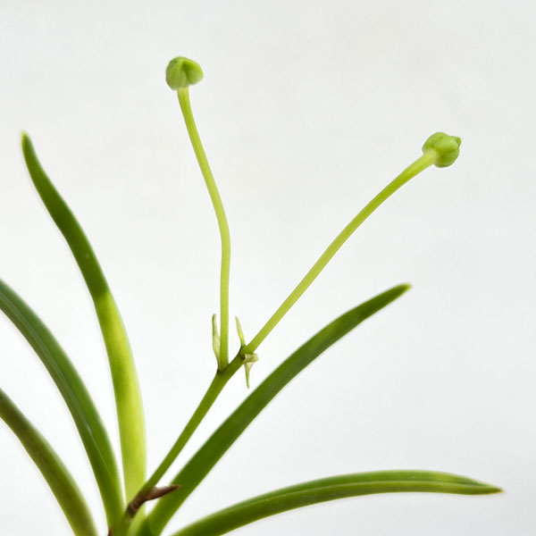 (わけあり特価)フウキラン(富貴蘭):雛童2.5号鉢植え