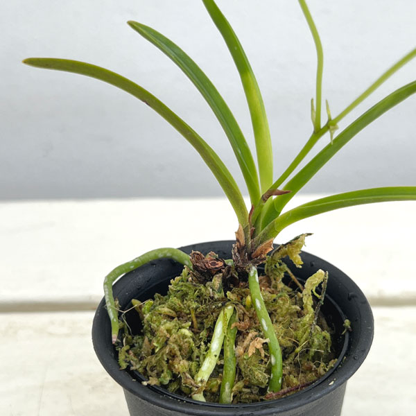 (わけあり特価)フウキラン(富貴蘭):雛童2.5号鉢植え