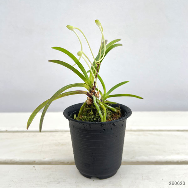 (わけあり特価)フウキラン(富貴蘭):八重衣2.5号鉢植え